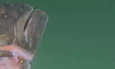 British Columbia Video Report 2