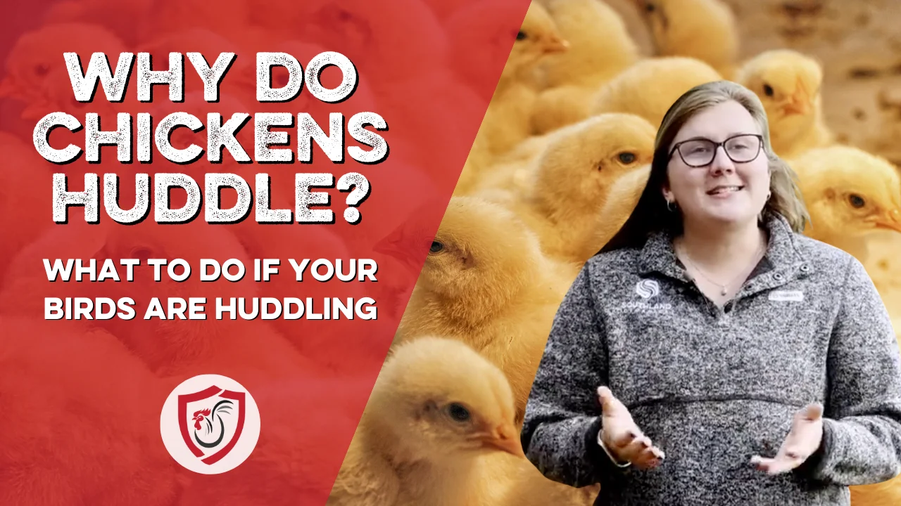 Baby Chicks to Adult Chickens Huddled in Corner Causes and Prevention