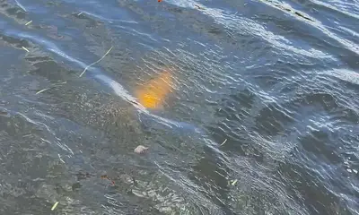 Lake Worth Report Video 0