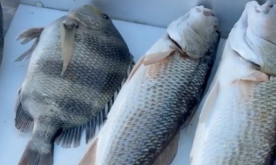 Empire Report Video 0