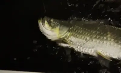 Boca Ciega Bay Report Video 2