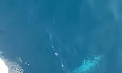 Its big Tuna season !