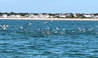 Barnstable Report Video 0