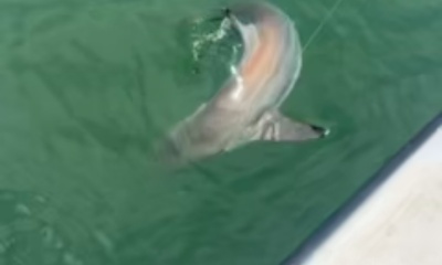 Awesome Charter 