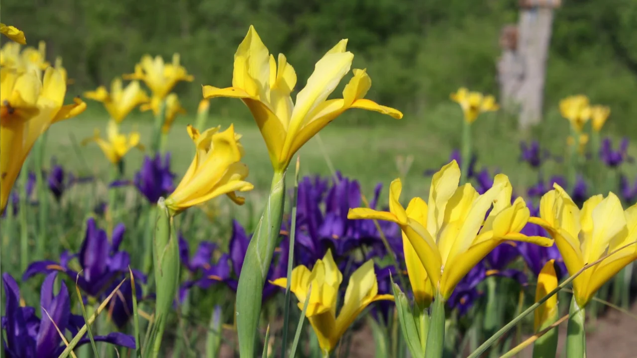 yellow purple 100 Dutch Iris 'Sapphire Beauty' Bulbs Bulk Bulbs 