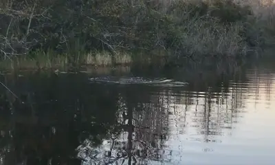 Homestead Report Video 0