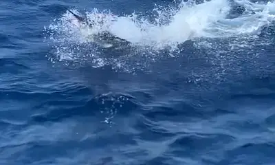 Mazatlán Report Video 0