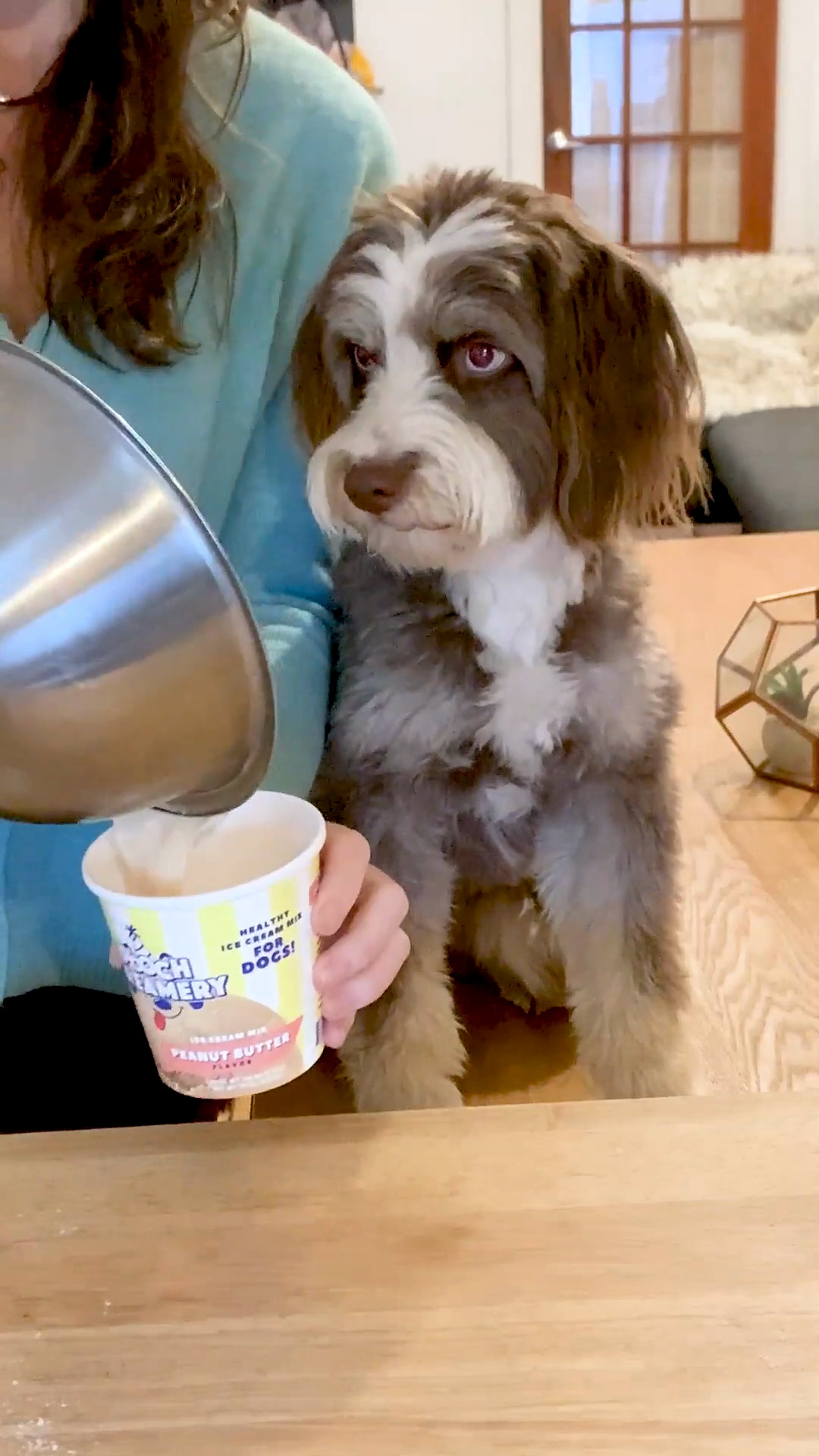 Pooch creamery ice clearance cream