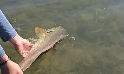 Laguna Madre Report Video 2