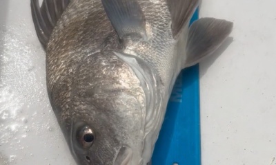 Cedar Key Report Video 0