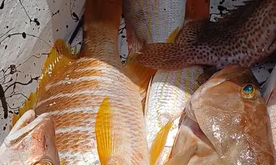 Placencia Video Report 0
