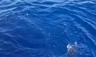 Moorea-Maiao Report Video 2