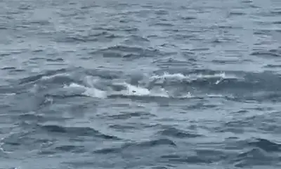 Big shark, tuna and sailfish