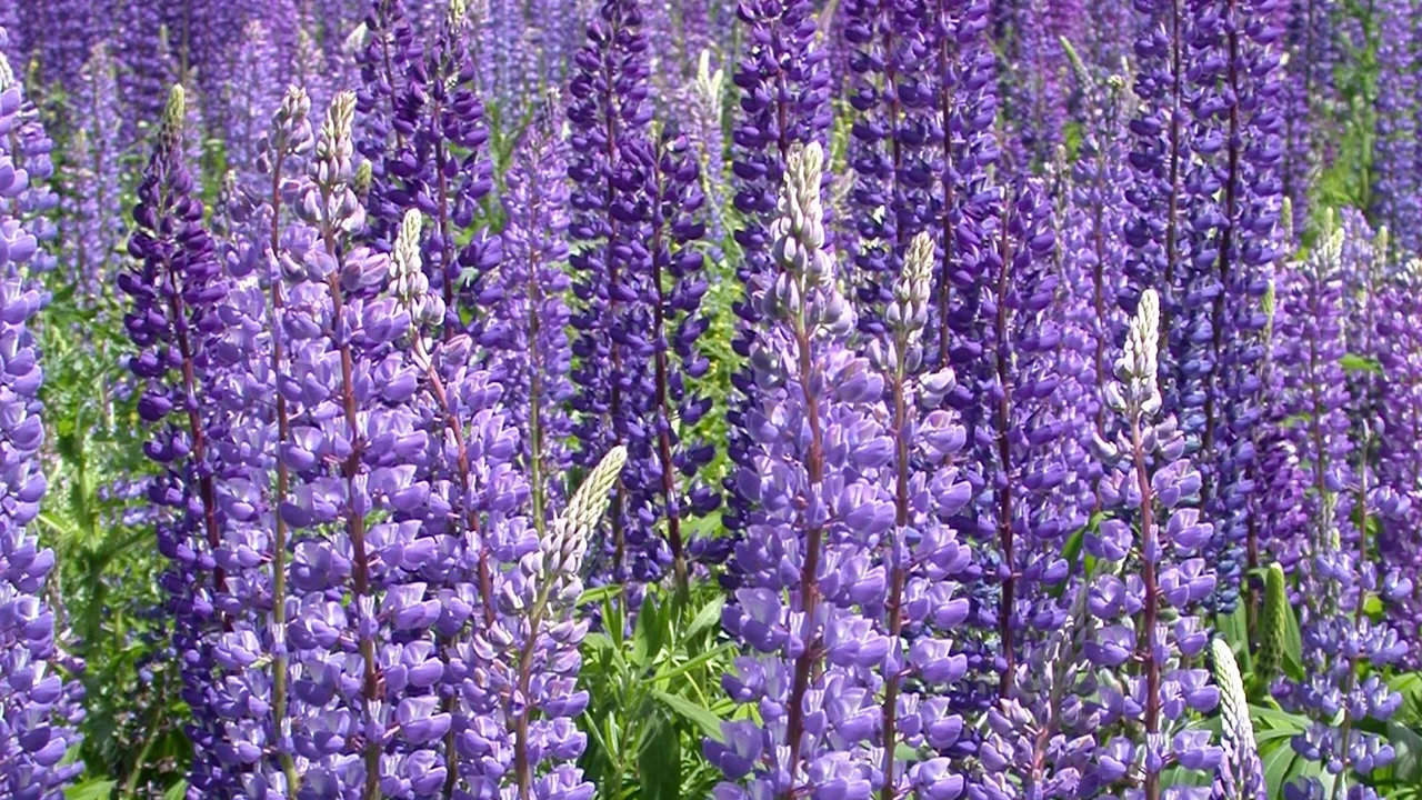 100 NATIVE LUPINE Seeds Plant Now Spreads every year. 