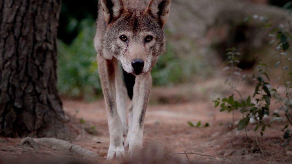 Video thumbnail. Click to launch player.