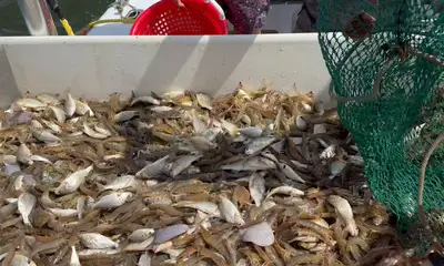 Shrimp and crab!