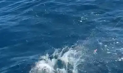 Good fishing and cree