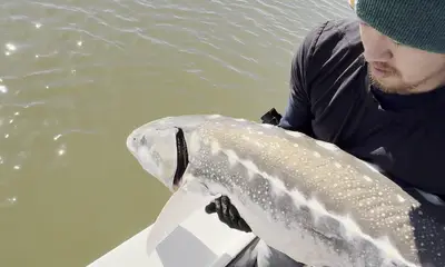 Berkeley Report Video 1