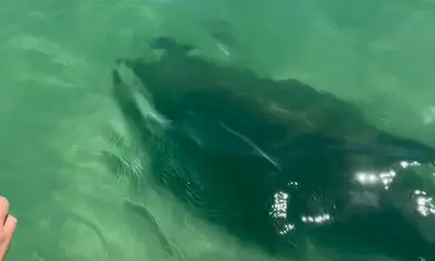 Holmes Beach Report Video 2