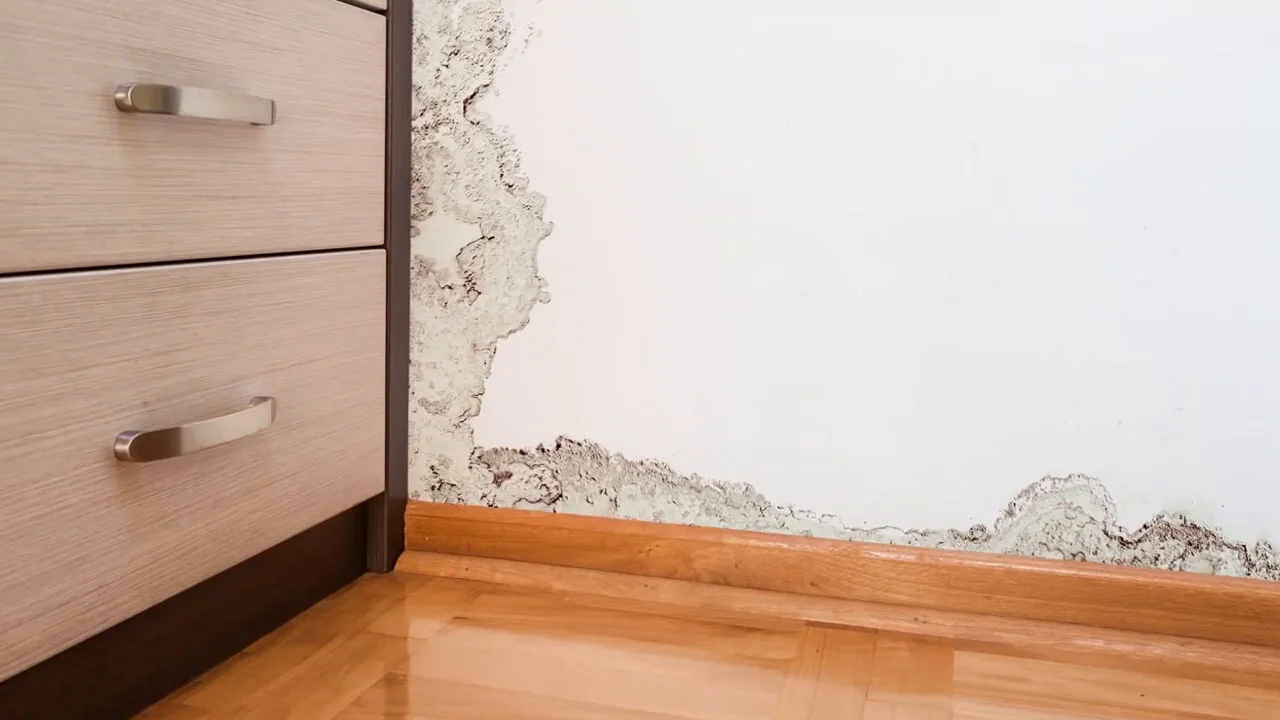 How to Get Rid of Termites | JC Ehrlich, image size:1280x720