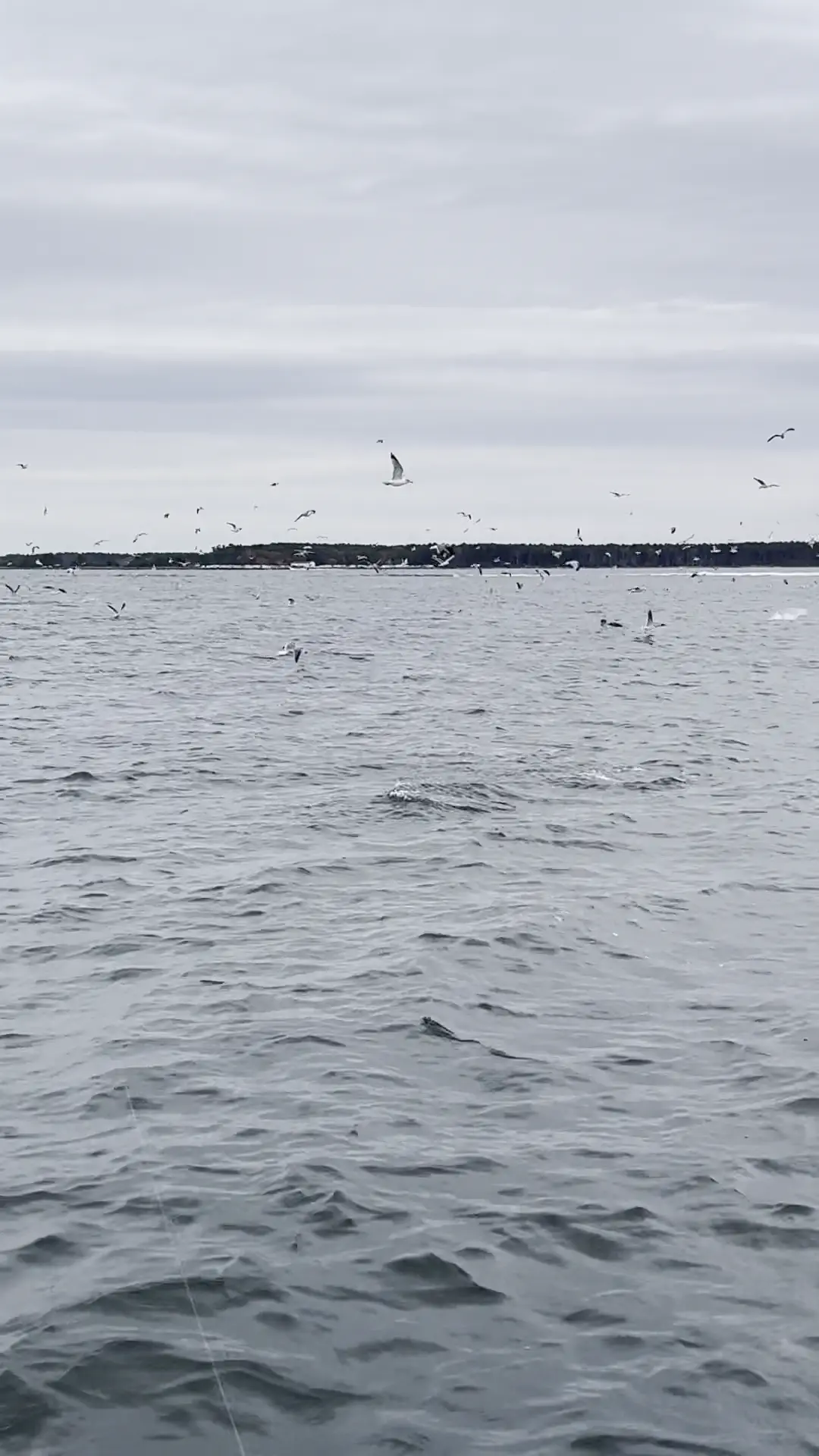 Business Card: Sick Day Sportfishing