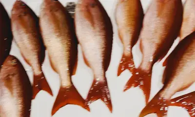 Niceville Report Video 0