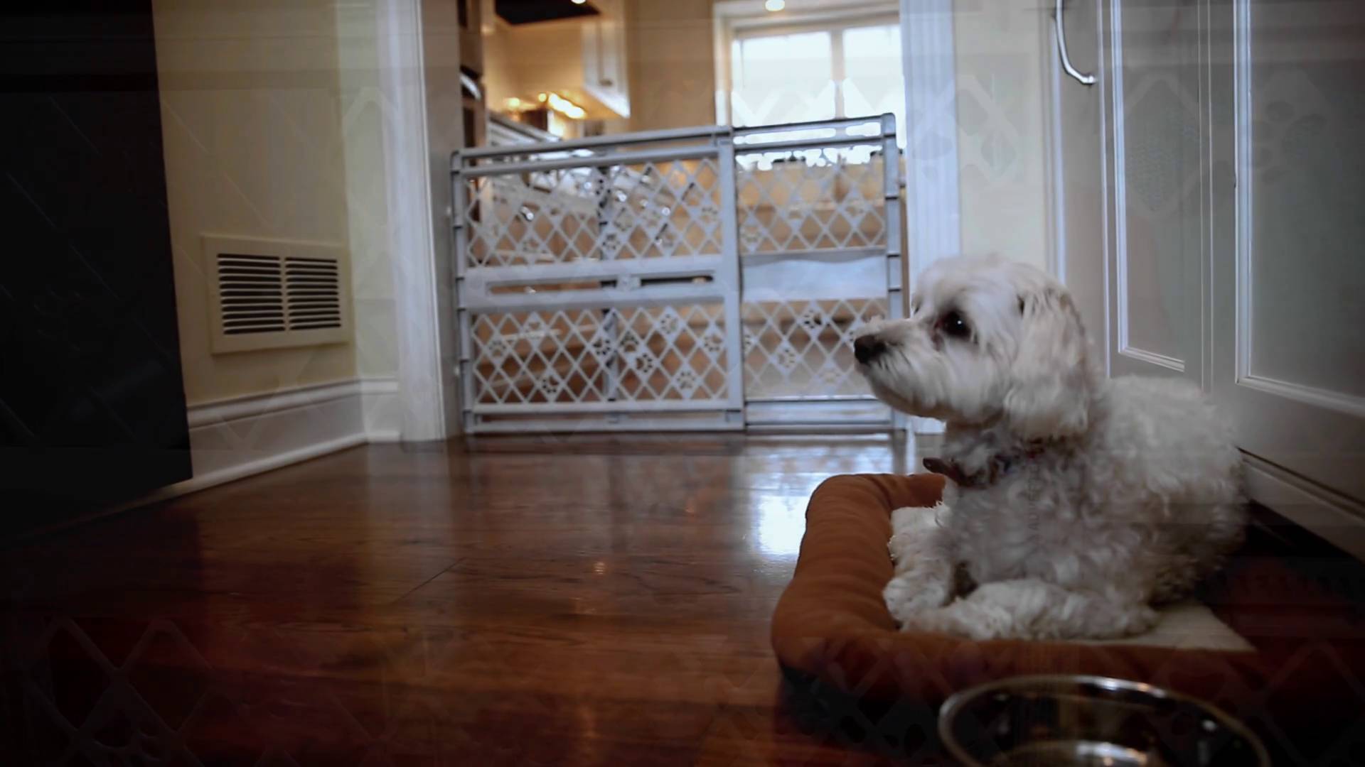 mypet paws portable pet gate