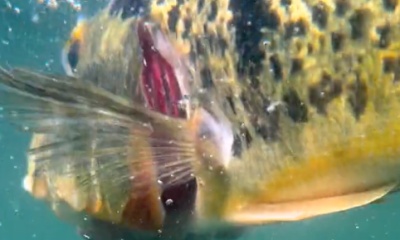 Toa Alta Video Report 0