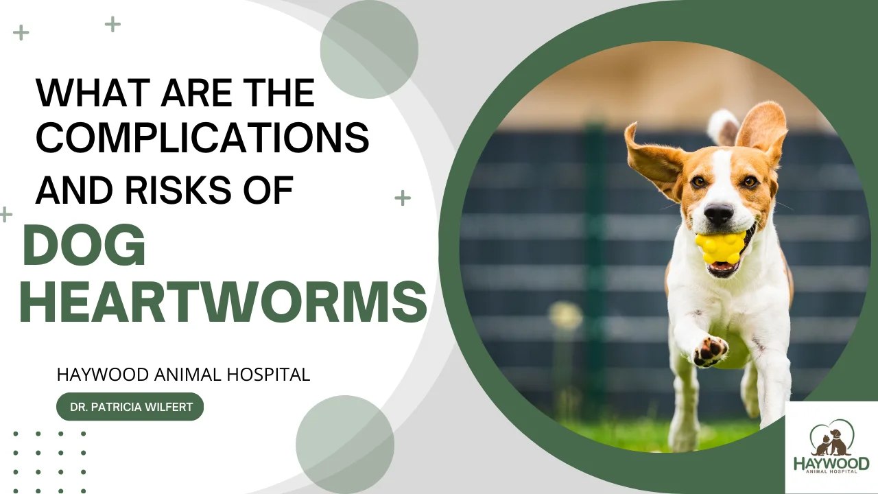 Dog Heartworm FAQ 3 Haywood Animal Hospital