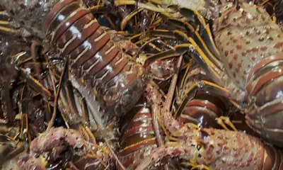 Los Angeles Report Video 2