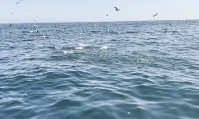 Narragansett Report Video 0