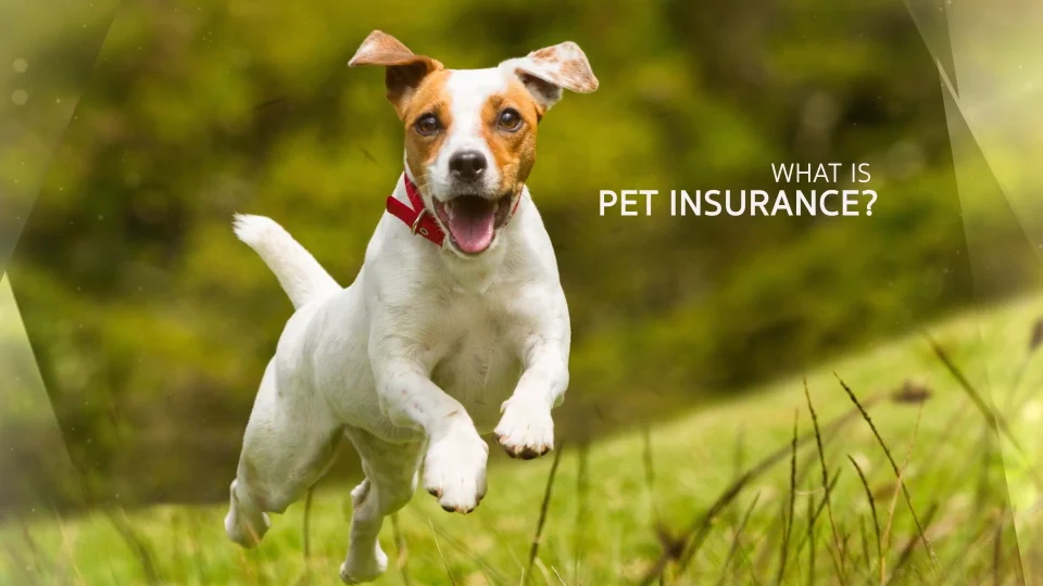 What is Pet Insurance | Chantilly Animal Hospital