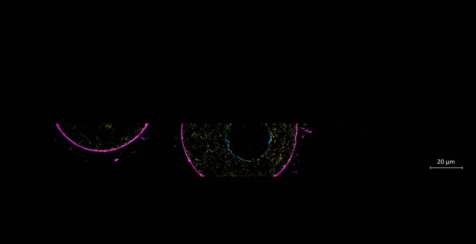 ZEISS Lattice Lightsheet 7 - Mouse Germinal Vesicle Oocytes