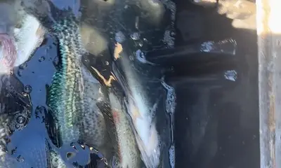 Clewiston Report Video 2