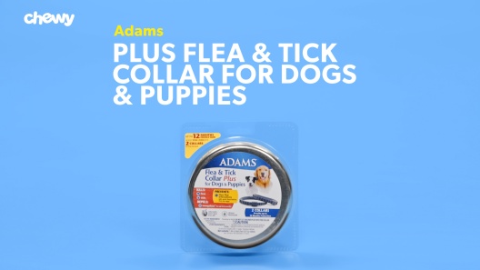 Play Video: Learn More About Adams From Our Team of Experts