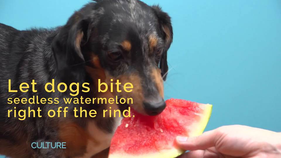 are dogs allergic to watermelon