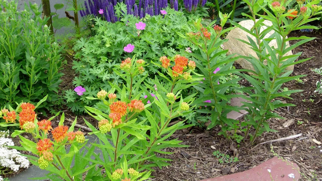 swamp milkweed plant