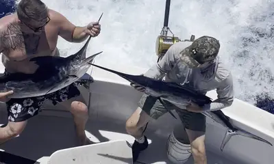 Jacked up on Striped Marlins