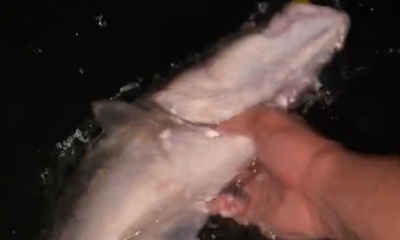 Port Aransas Report Video 0