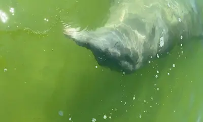 Tampa Report Video 1