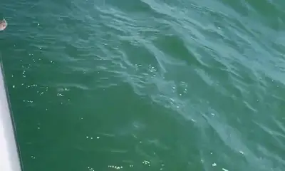 Norfolk Видео отчет 2