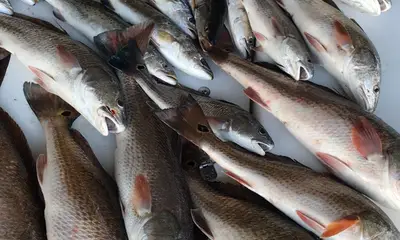 Venice Report Video 0