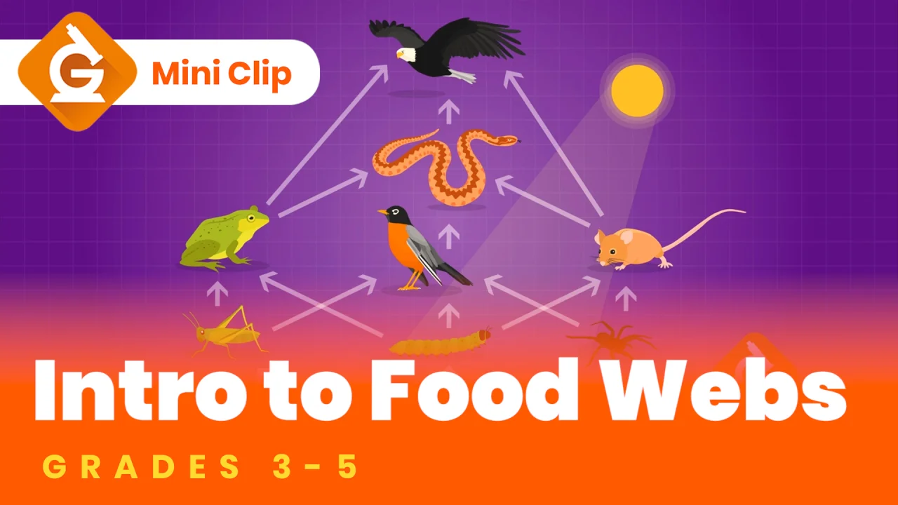 forest food web examples