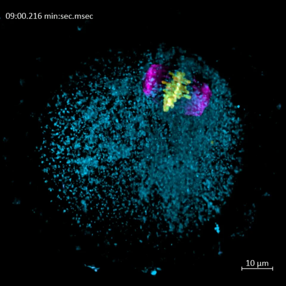 ZEISS Lattice Lightsheet - Oocytes 1