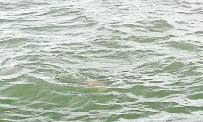 Tybee Island Видео отчет 0