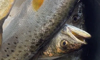 Cape Coral Report Video 0