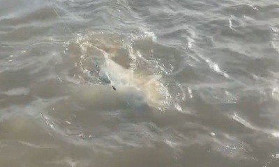 Matagorda Video Report 0