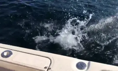 Comox Report Video 0