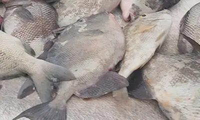 Little River Report Video 0