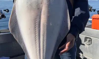 Halibut & a MEGA!!! 